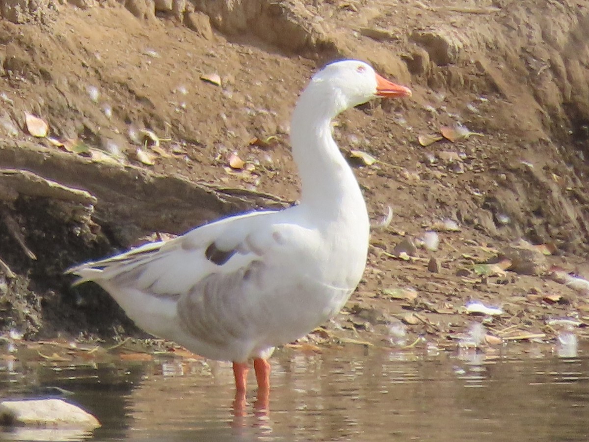 Graylag Goose (Domestic type) - ML583646711