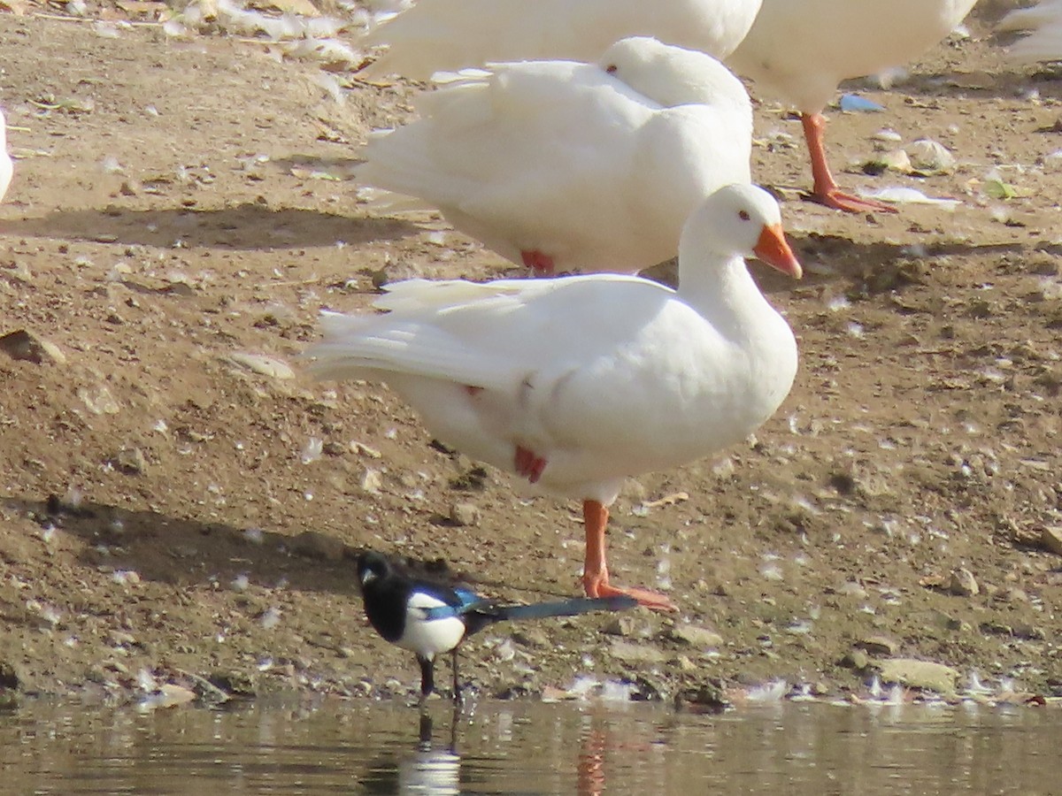 Graylag Goose (Domestic type) - ML583646721