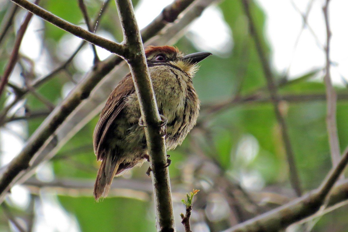 Chestnut-capped Puffbird - ML583646741