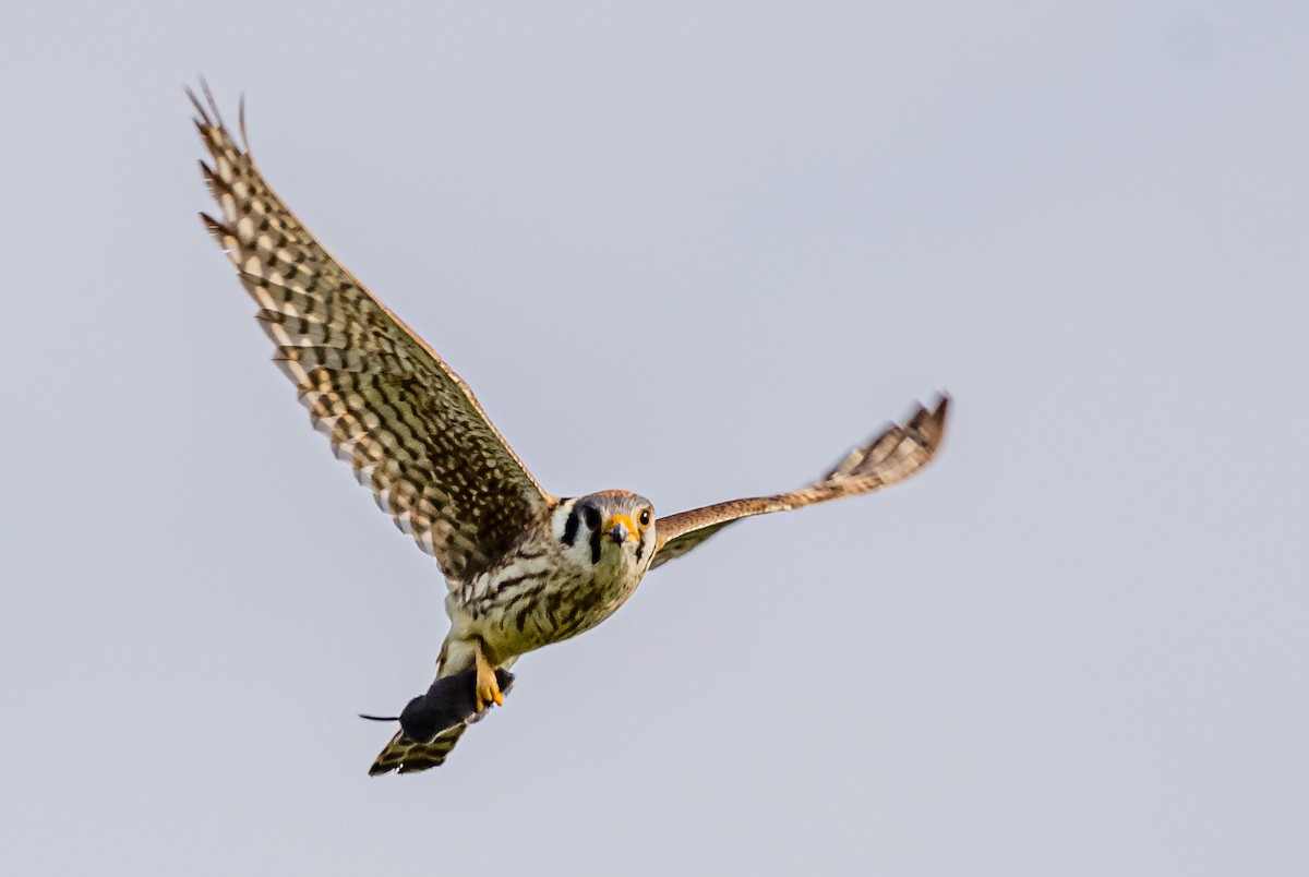 American Kestrel - ML583647171