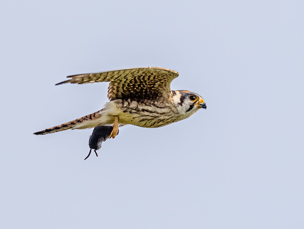 American Kestrel - ML583647181