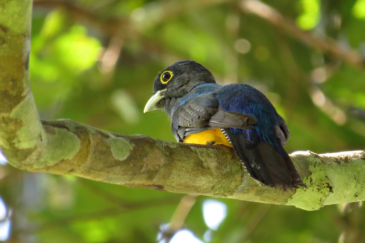 Amazonian Trogon - ML583647191