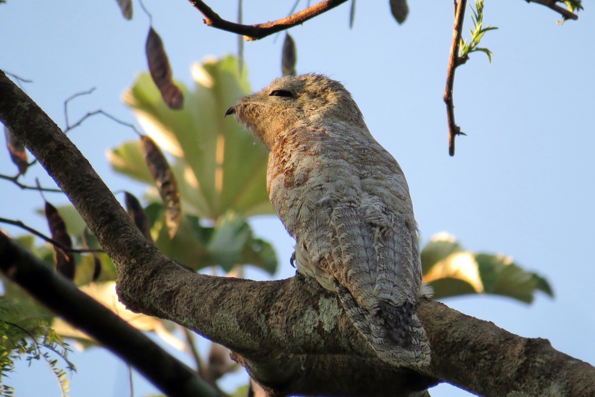 Great Potoo - ML583647221