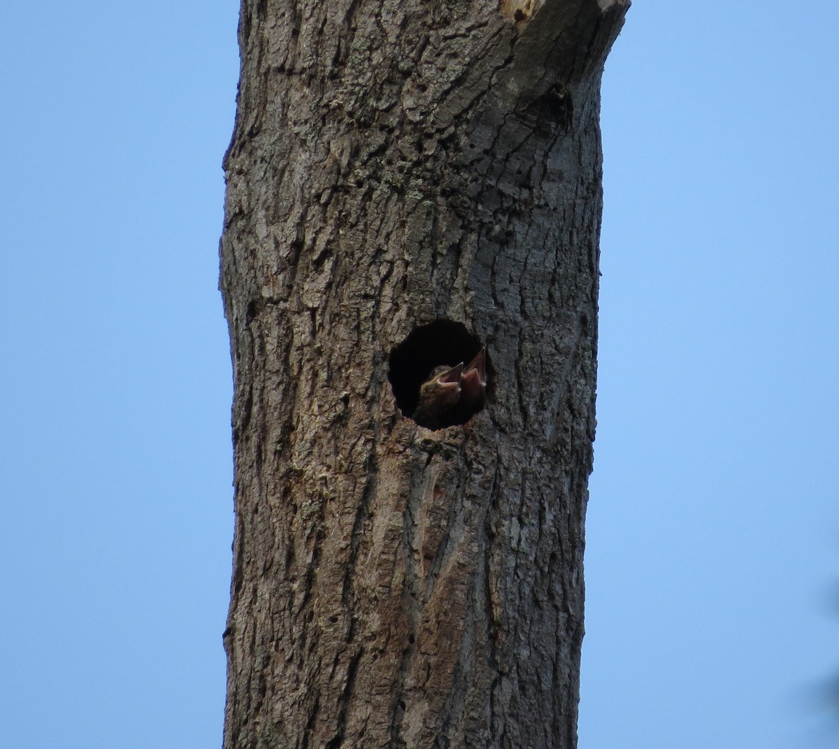 Pileated Woodpecker - ML583648561