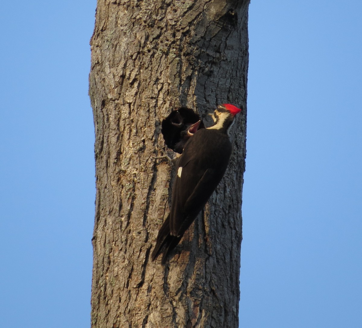 Pileated Woodpecker - ML583648571