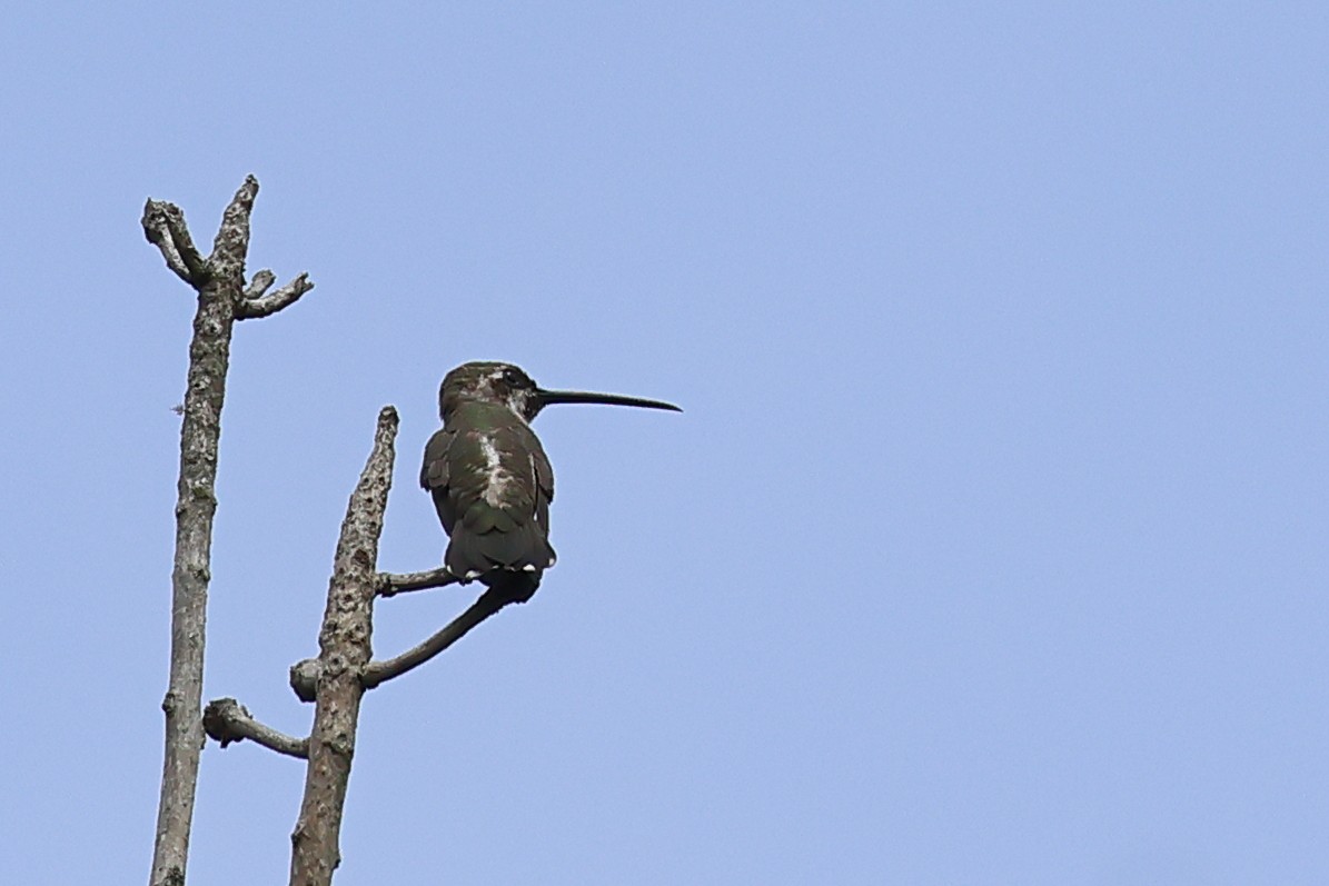 Long-billed Starthroat - ML583648641