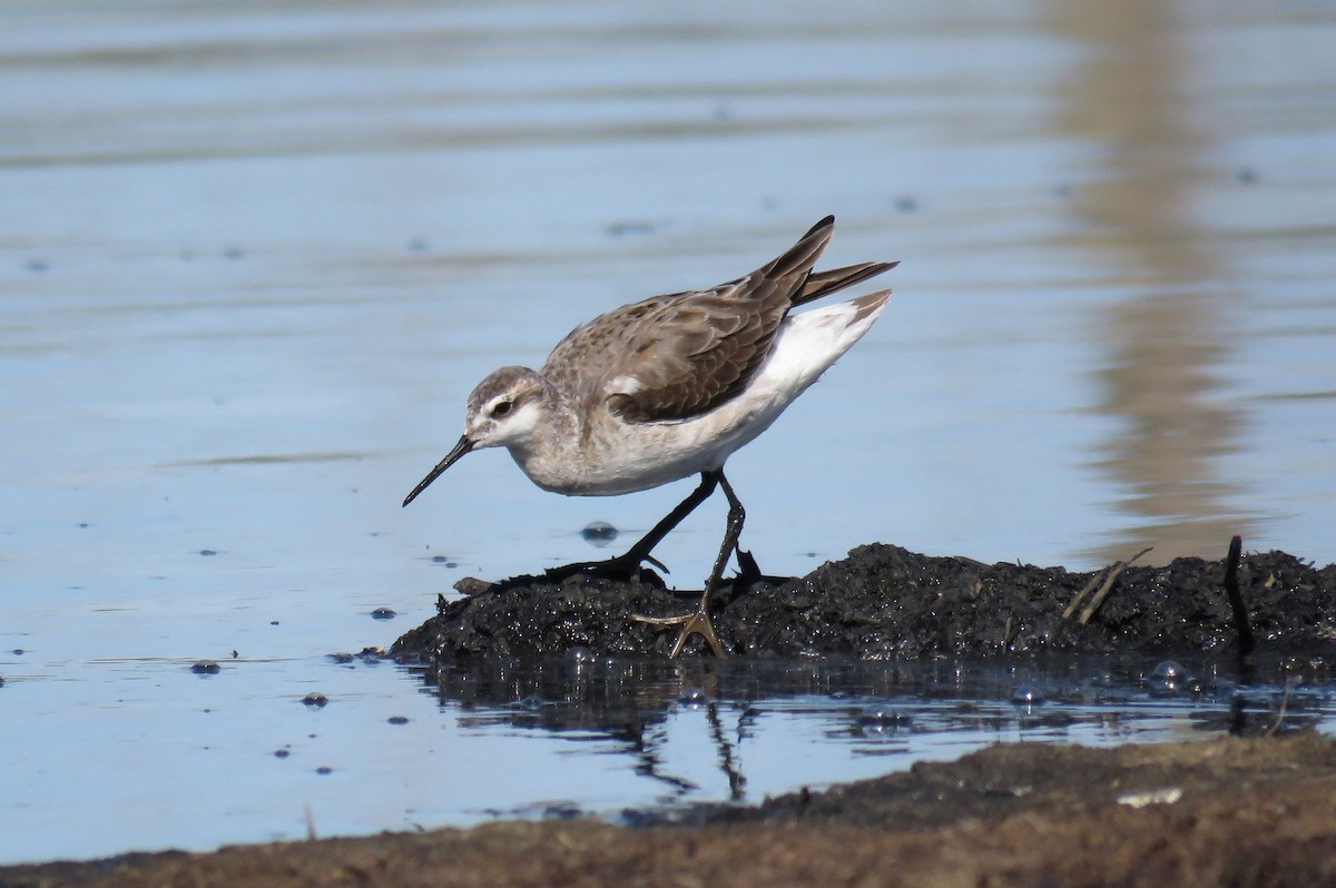 Wilson's Phalarope - Josh Fecteau