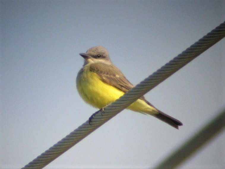Western Kingbird - ML583651221