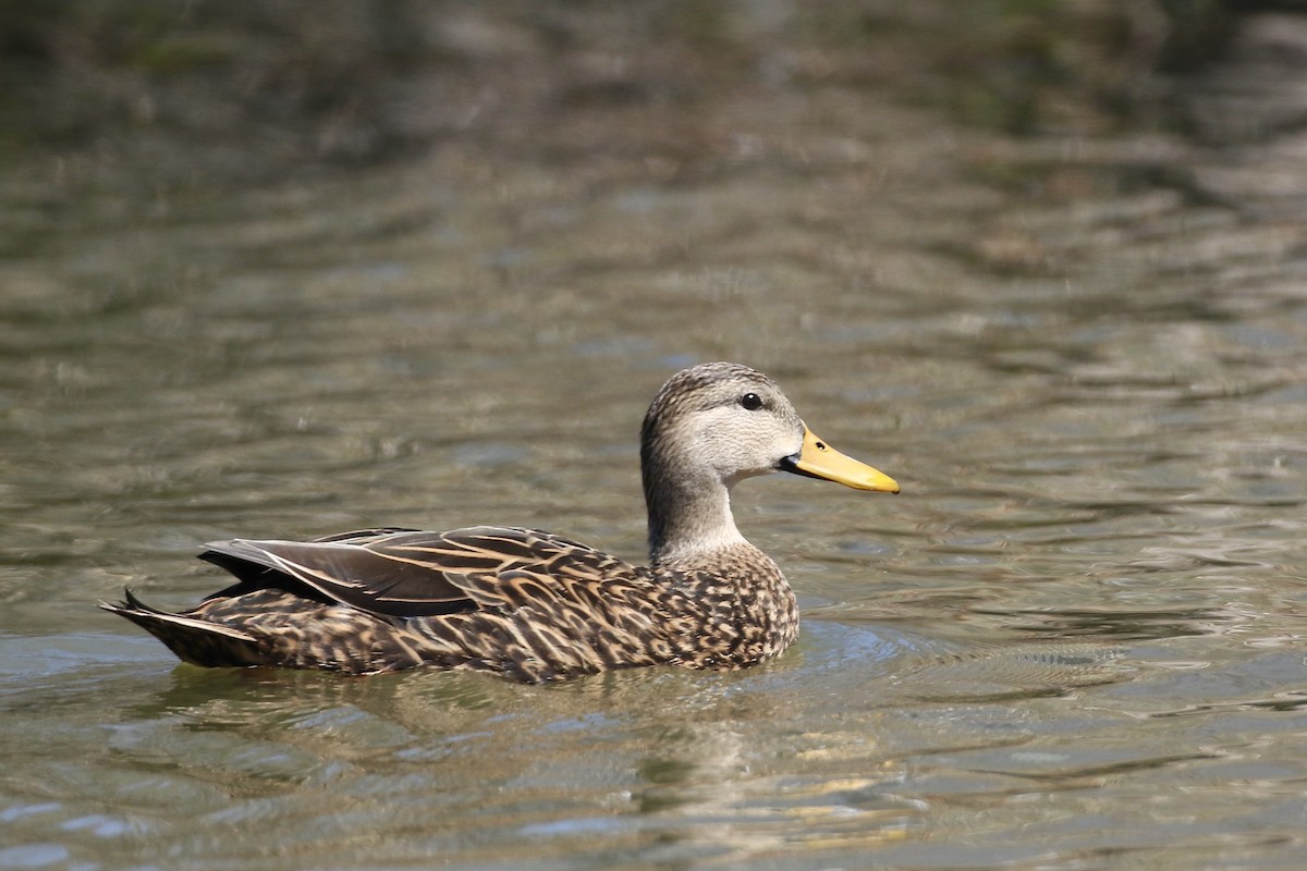 Mottled Duck - ML583652551
