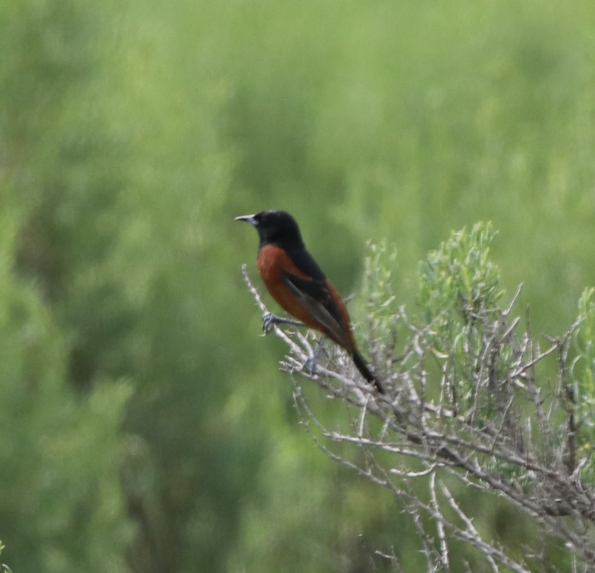 Orchard Oriole - ML583653231