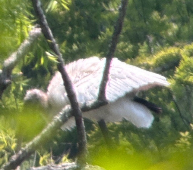 Wood Stork - ML583654101