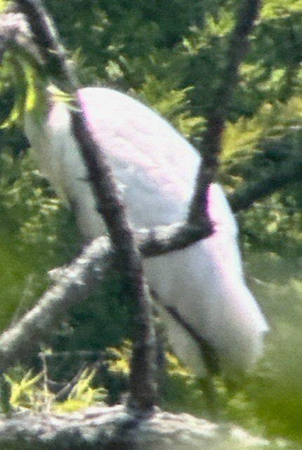 アメリカトキコウ - ML583654111