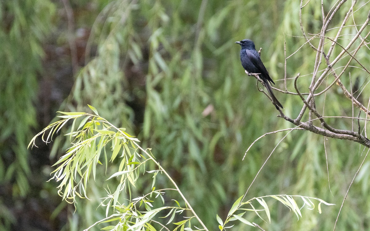 Kara Drongo - ML583654731