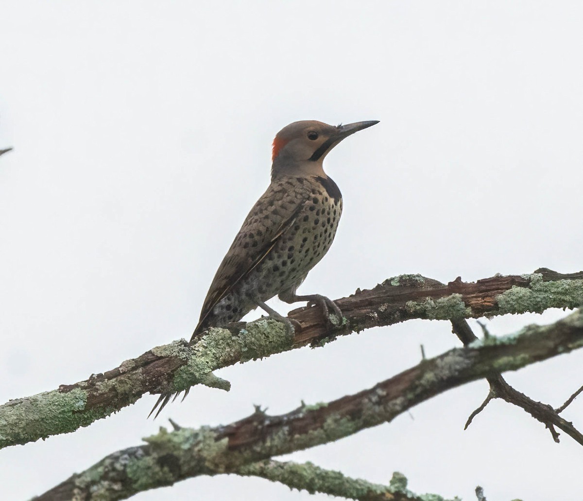 Northern Flicker - ML583655441