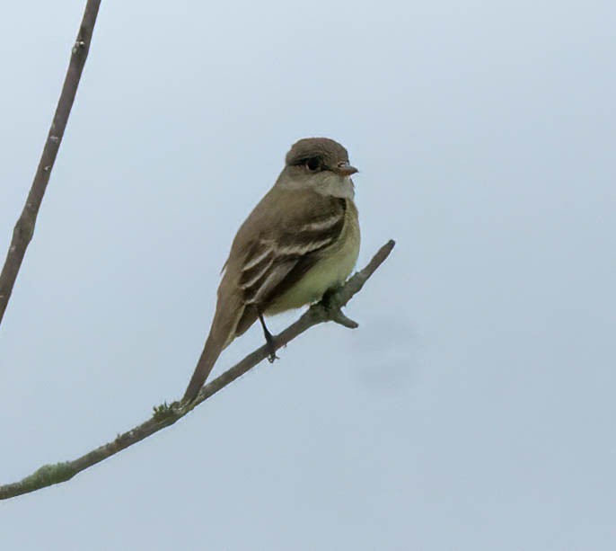 Willow Flycatcher - ML583655611