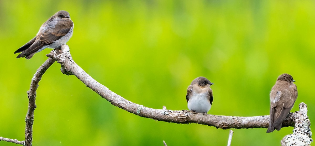 Northern Rough-winged Swallow - ML583656051