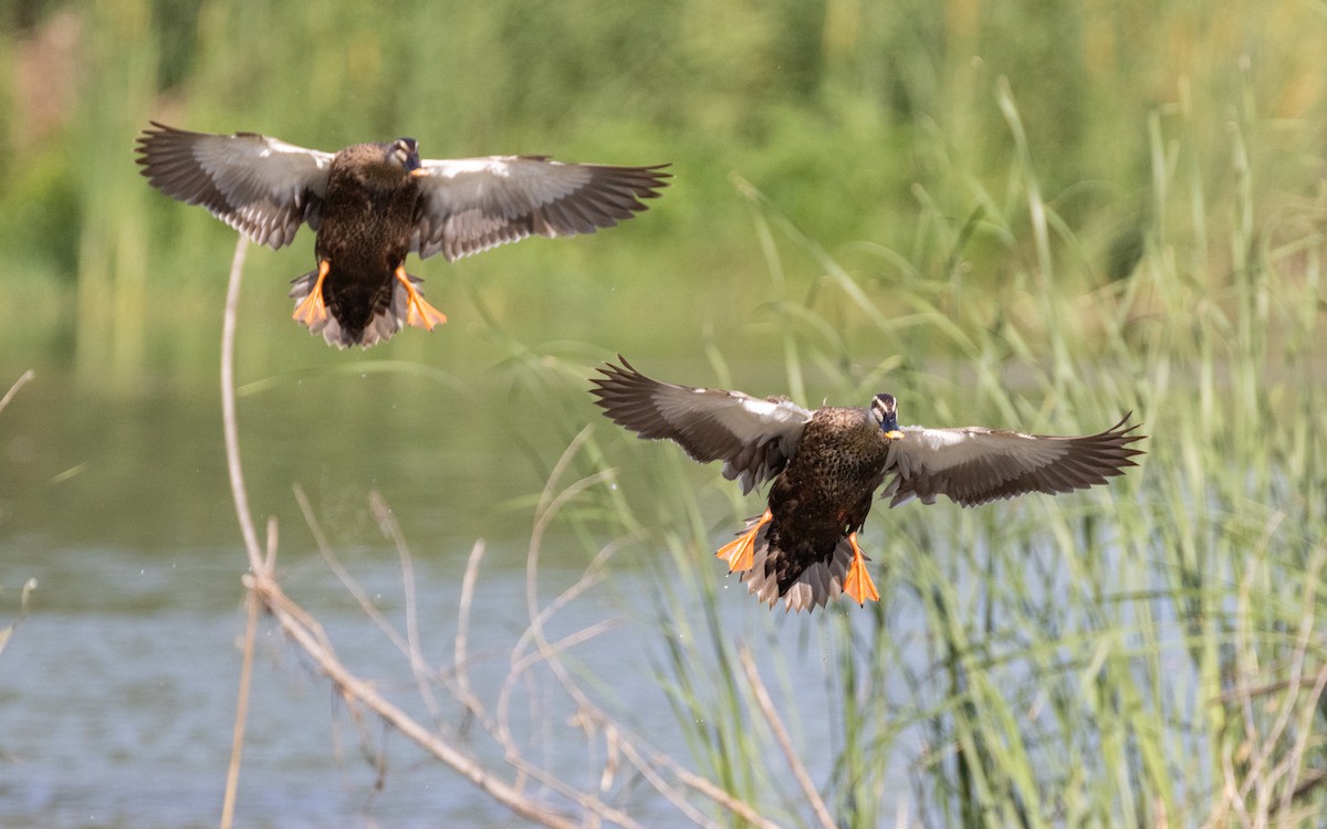 Eastern Spot-billed Duck - ML583658381