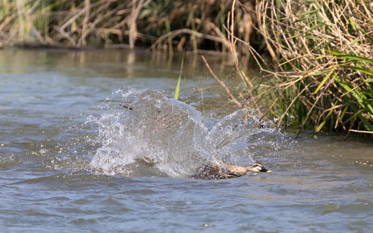 Eastern Spot-billed Duck - ML583658401