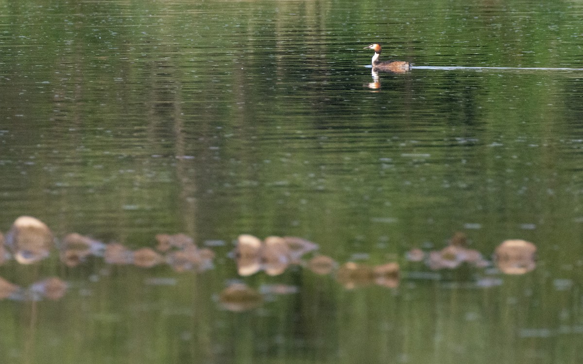 Great Crested Grebe - ML583658651