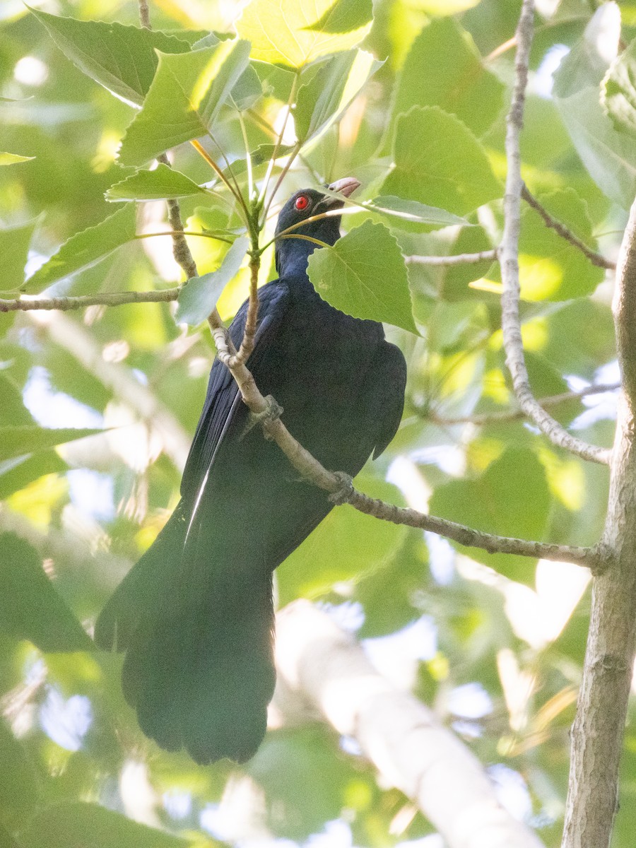 Asian Koel - ML583658781