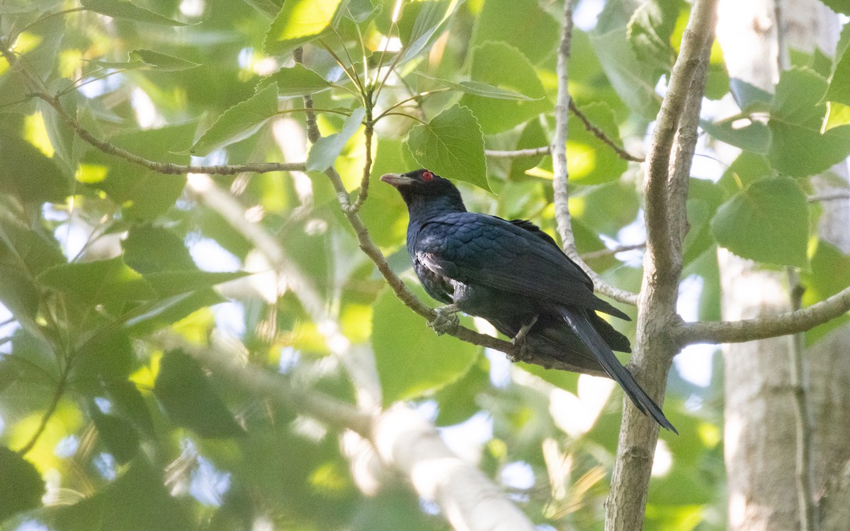 Asian Koel - ML583658791