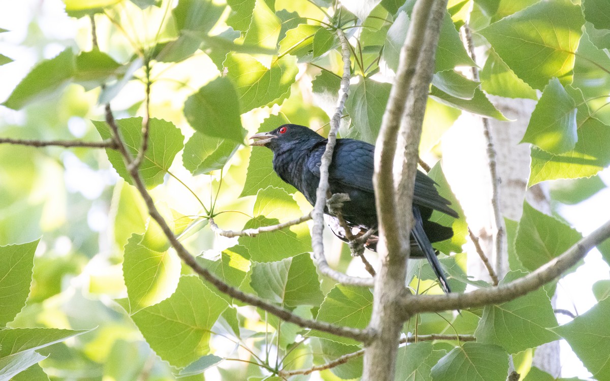 Asian Koel - ML583658801