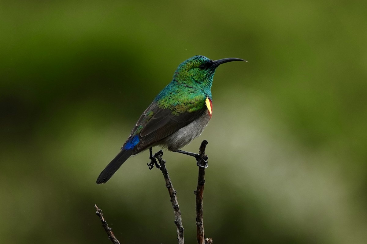 Southern Double-collared Sunbird - ML583658911