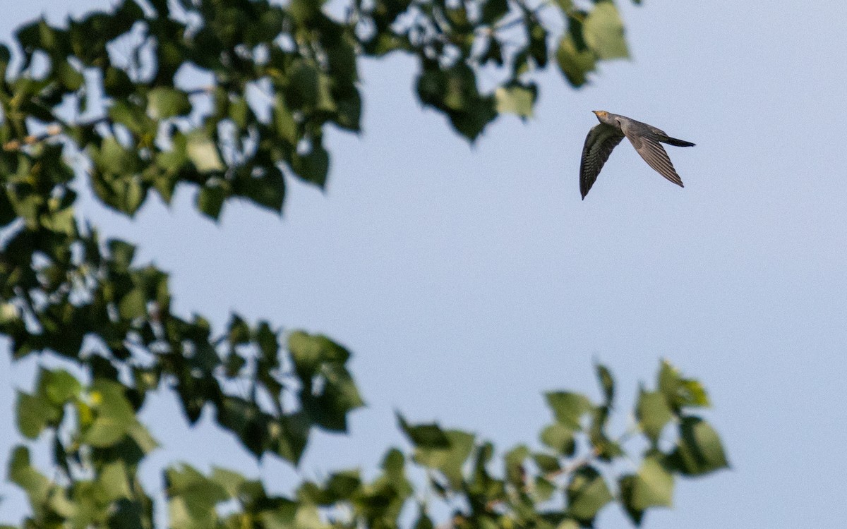 Common Cuckoo - ML583658991