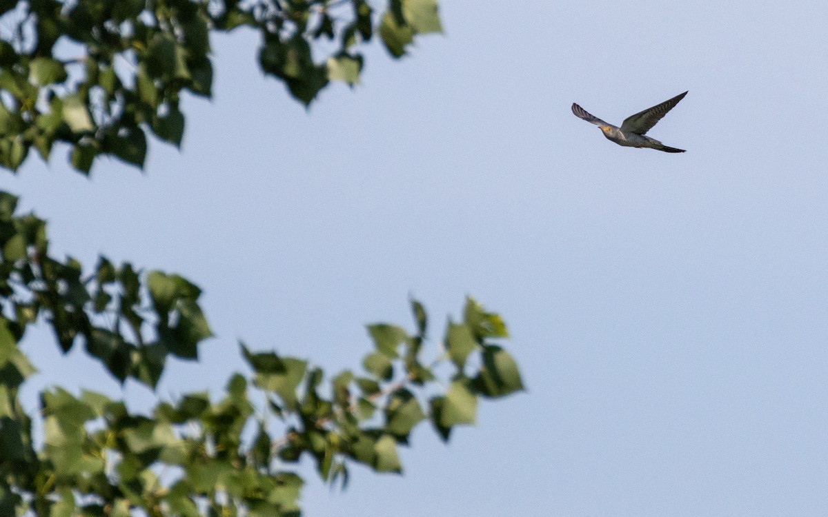 Common Cuckoo - ML583659001