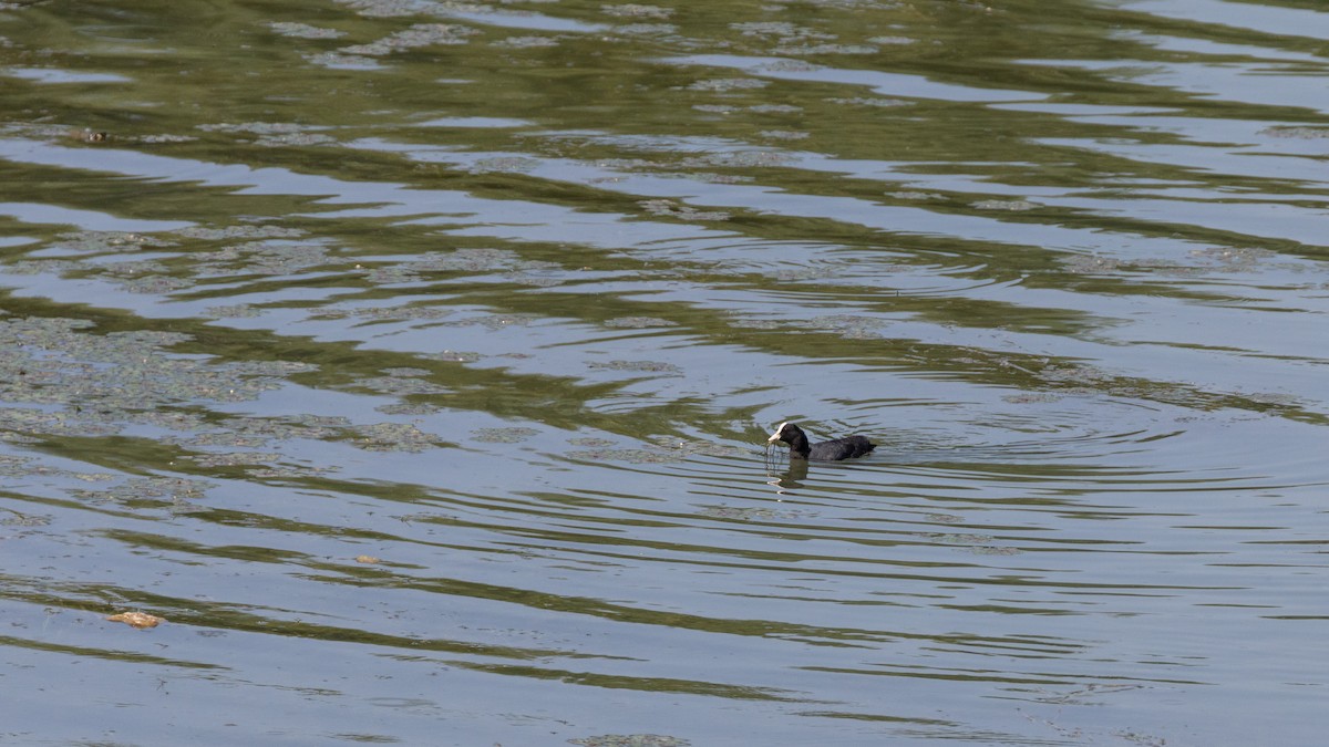 Eurasian Coot - ML583659041