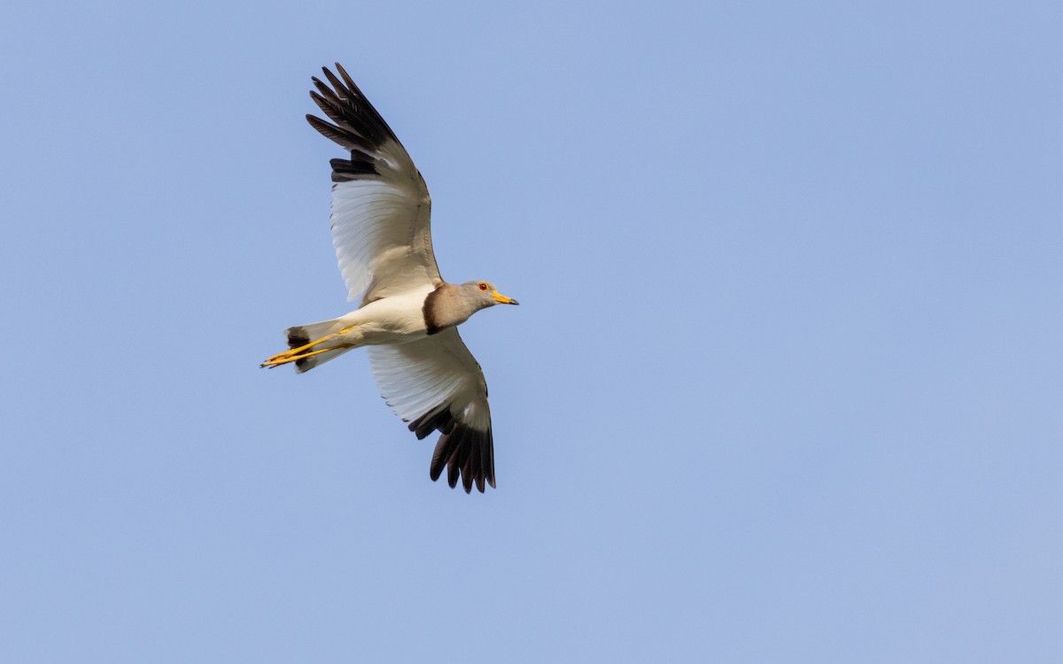 Gray-headed Lapwing - ML583659081