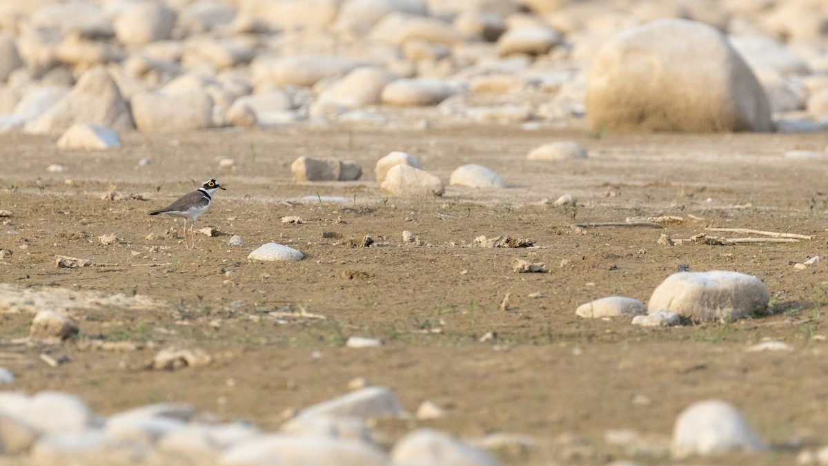 Little Ringed Plover - ML583659131