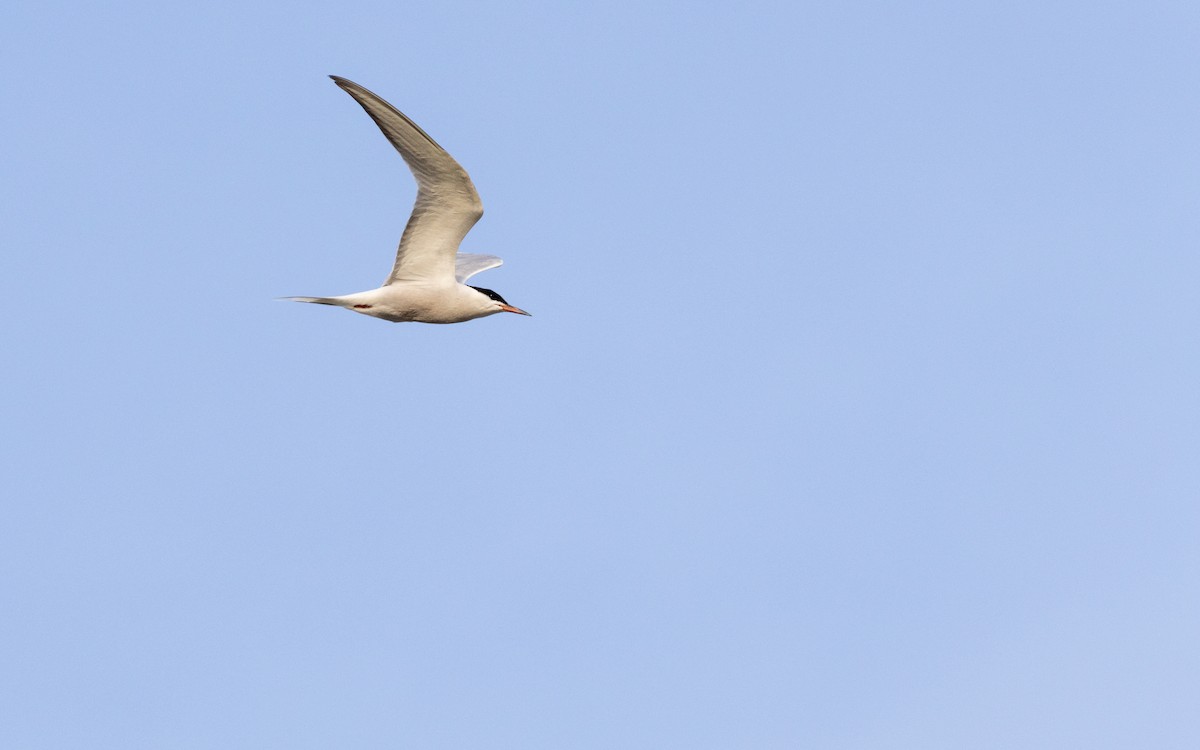 Common Tern - ML583659221