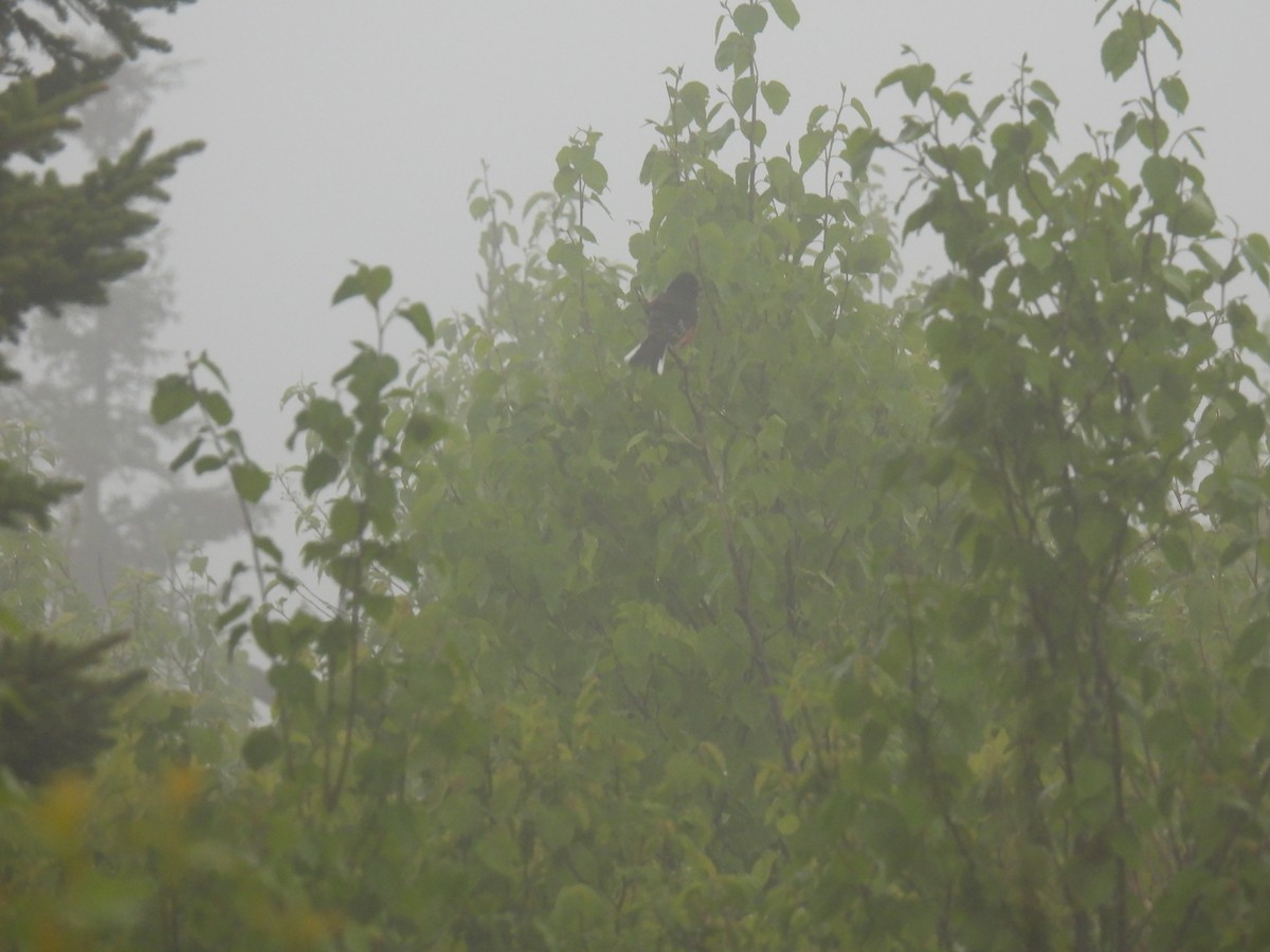 Eastern Towhee - ML583659261