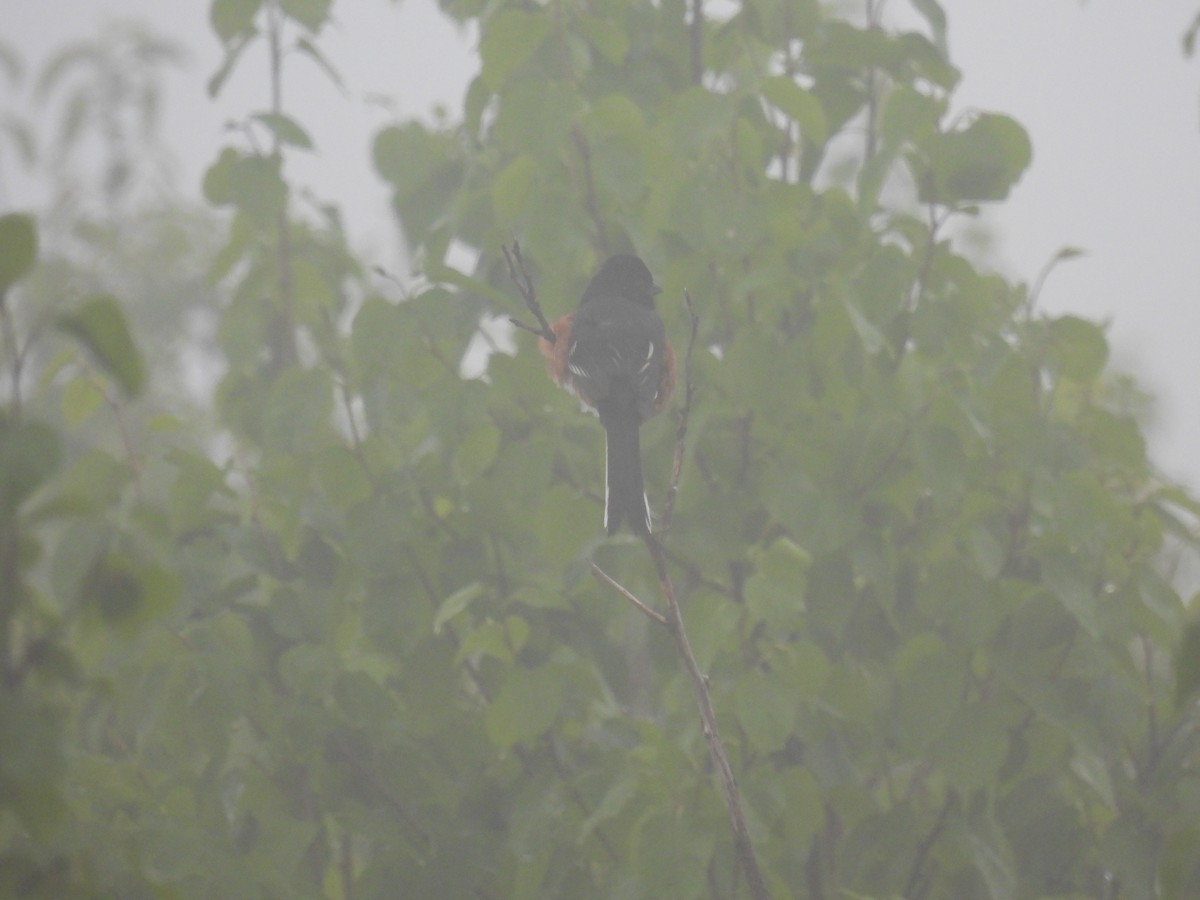 Eastern Towhee - ML583659281