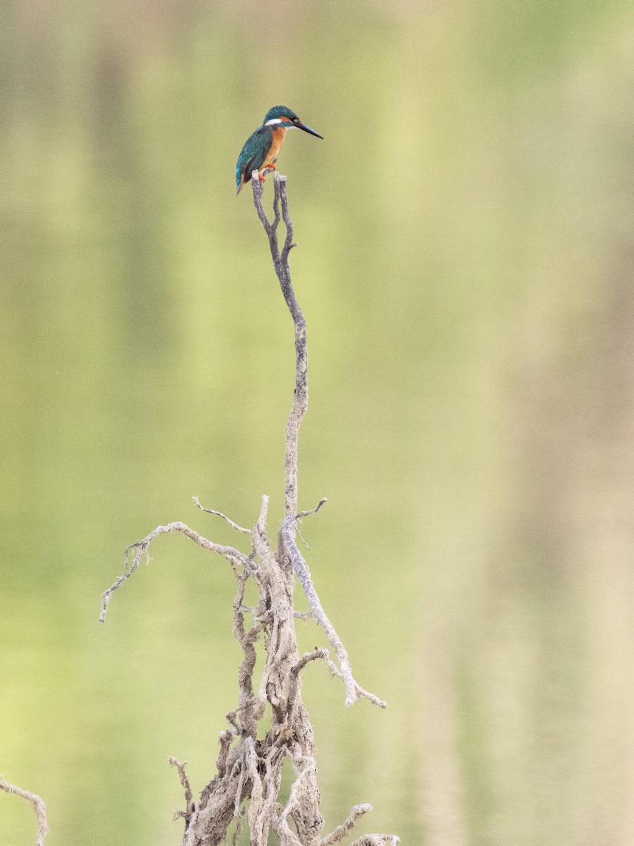 Common Kingfisher - Tom Versluijs