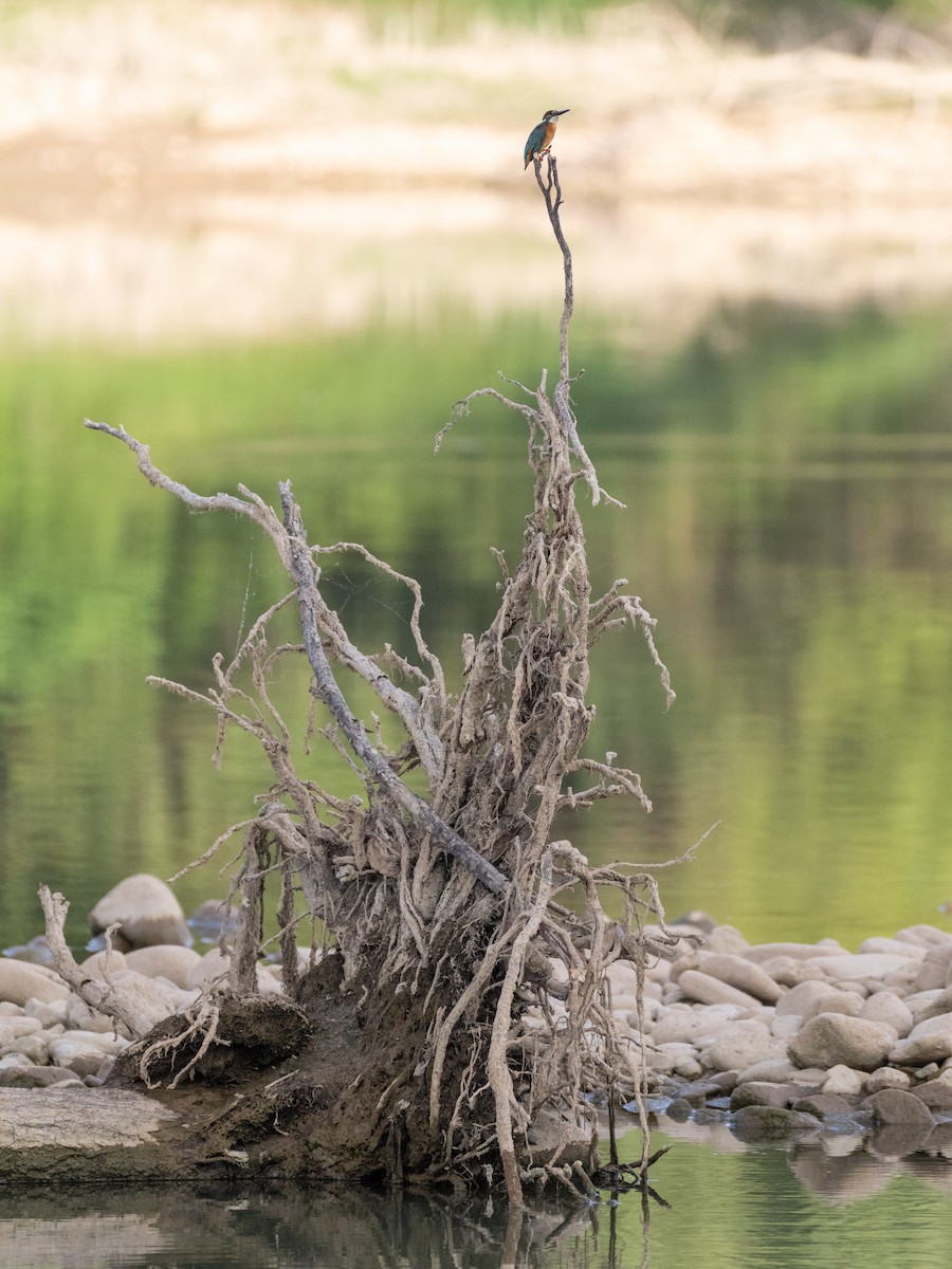 Common Kingfisher - ML583659351