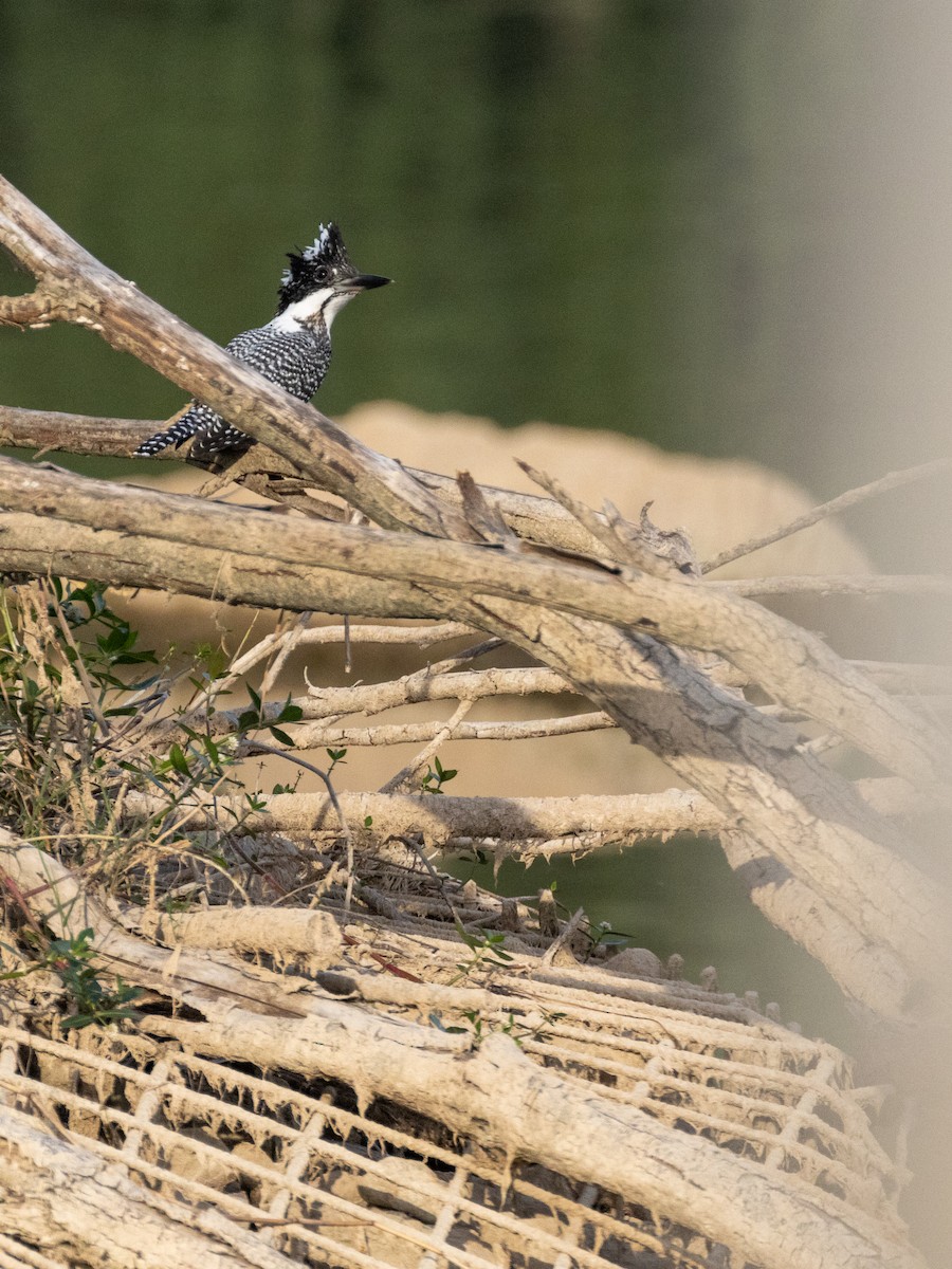 Crested Kingfisher - ML583659401