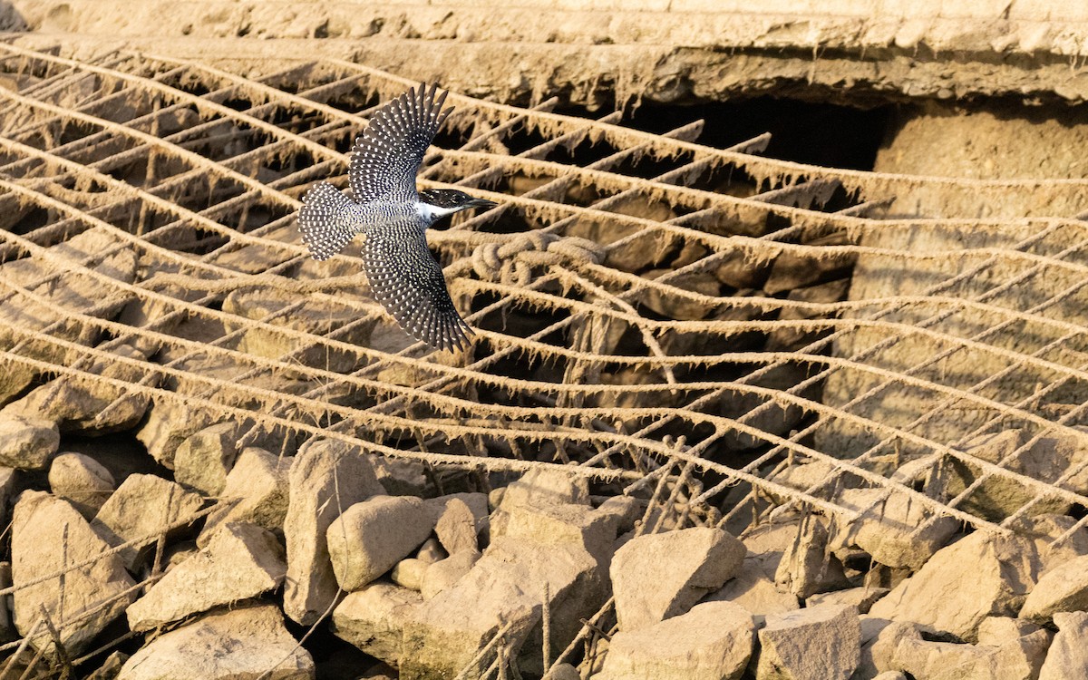 Crested Kingfisher - ML583659421