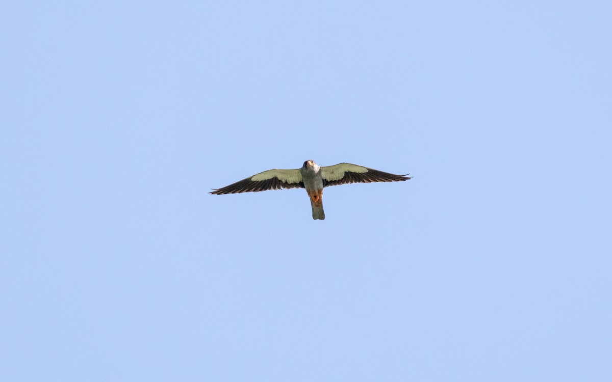 Amur Falcon - ML583659551