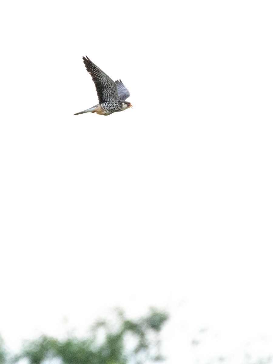 Amur Falcon - ML583659601