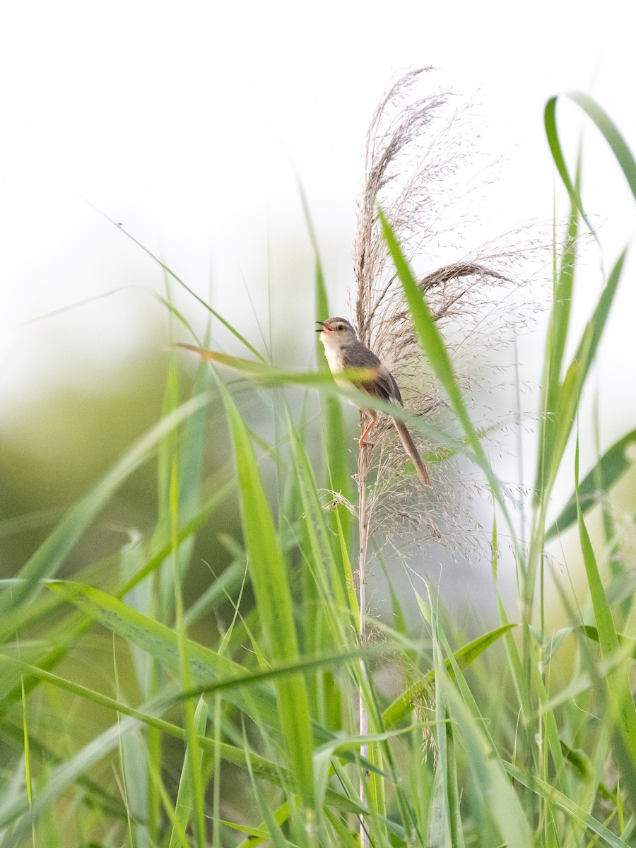 Plain Prinia - ML583659811