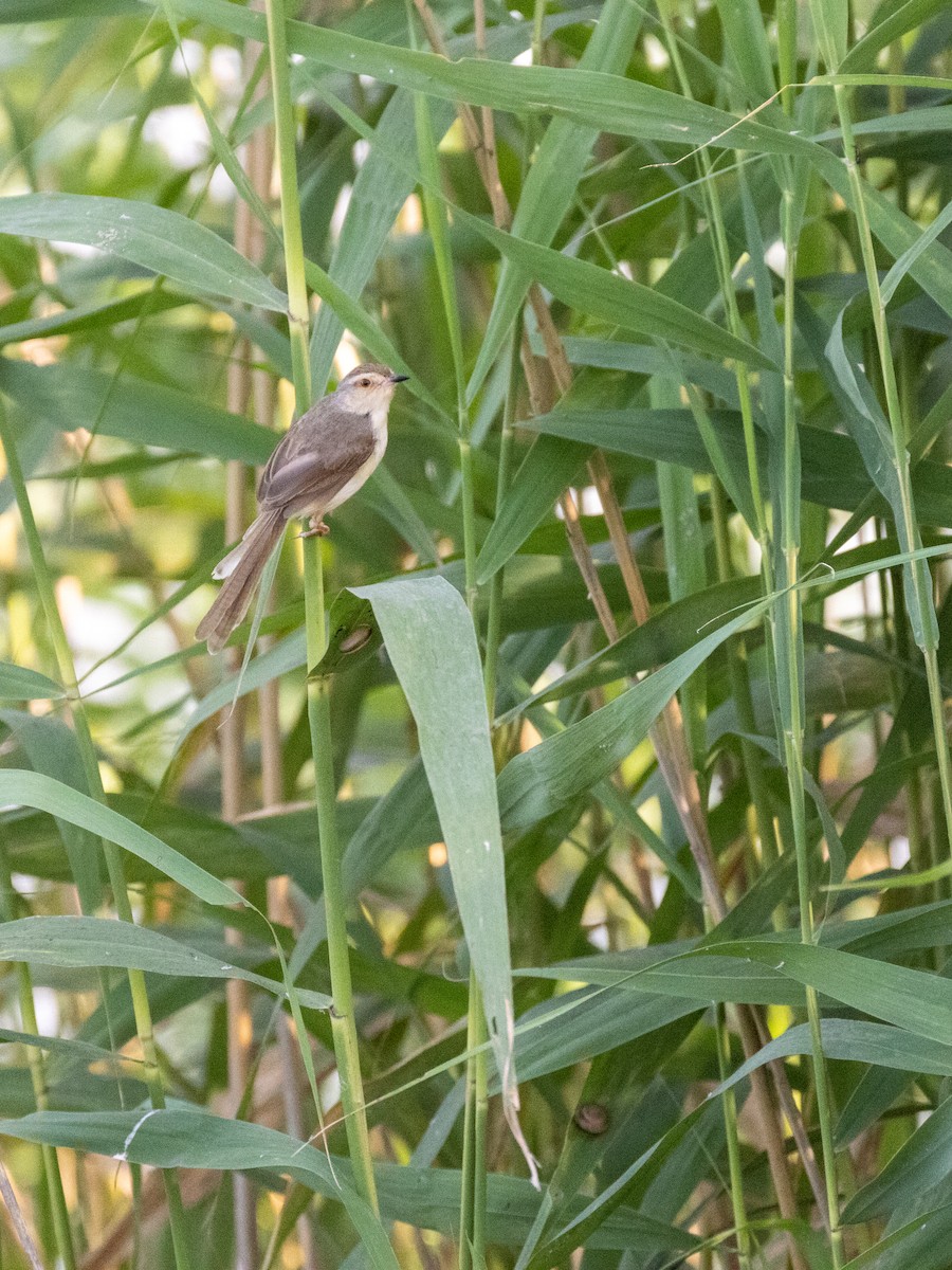 Plain Prinia - Tom Versluijs