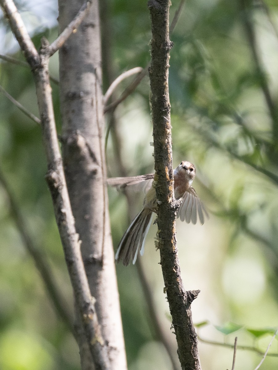 Silver-throated Tit - ML583660101