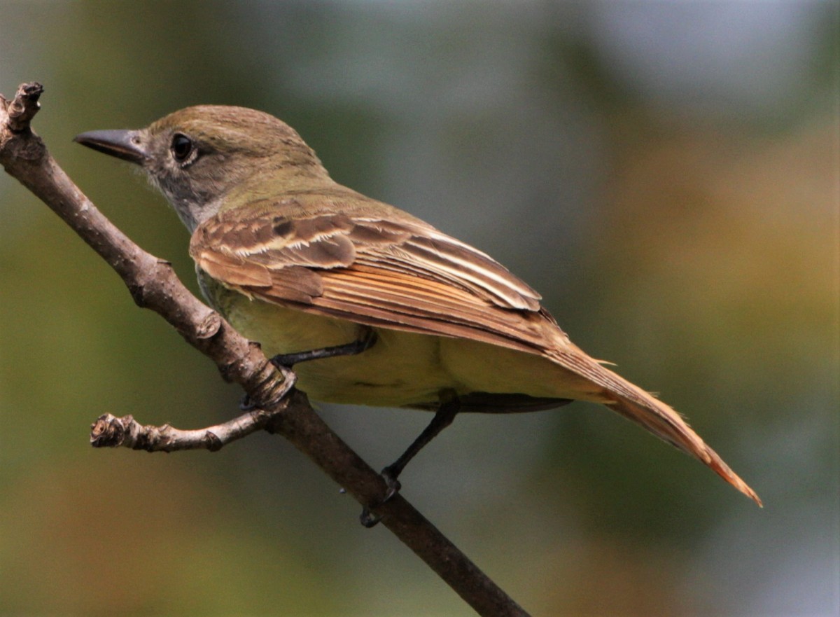 Great Crested Flycatcher - ML583660451