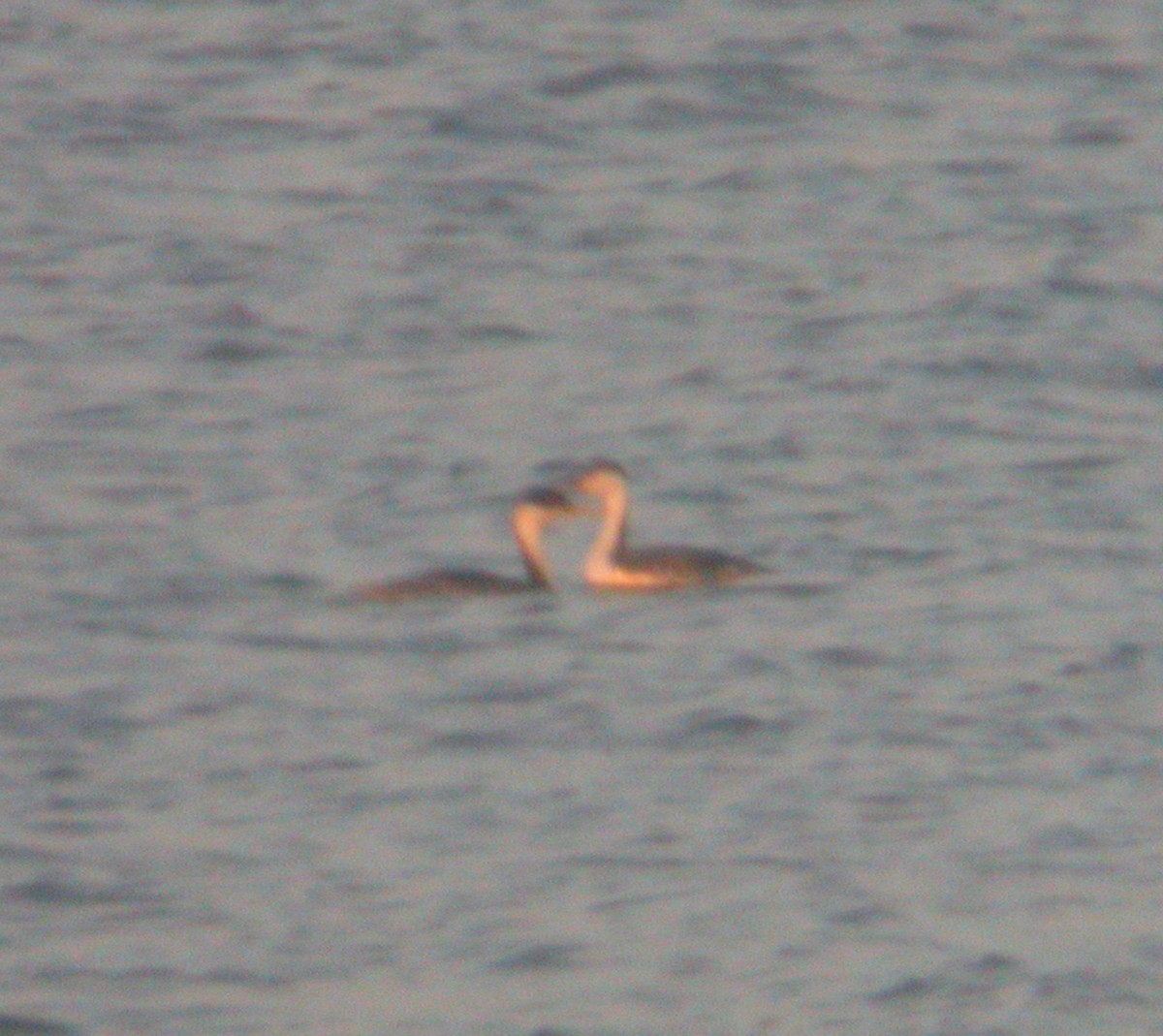 Western Grebe - ML583662171