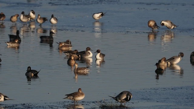 Kılkuyruk - ML583662911