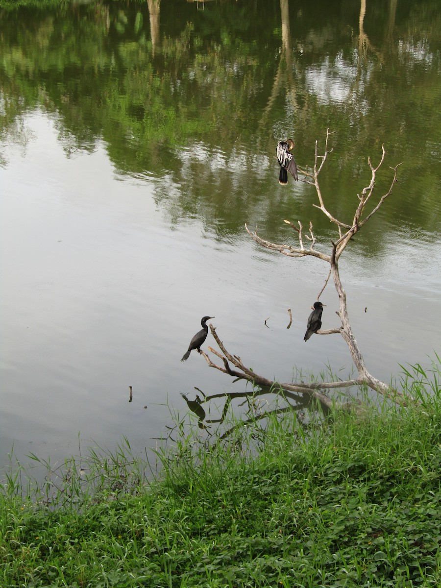 Neotropic Cormorant - Luis Angel Nino Barreat