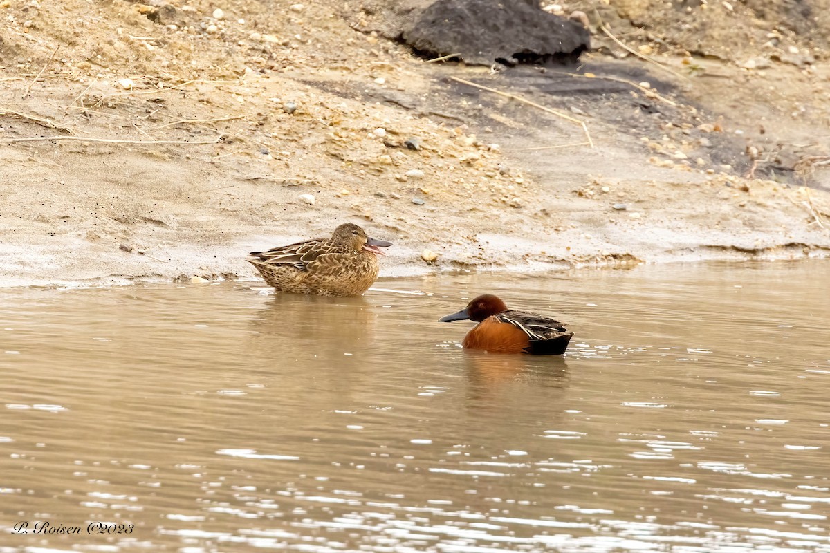 Cinnamon Teal - ML583664431