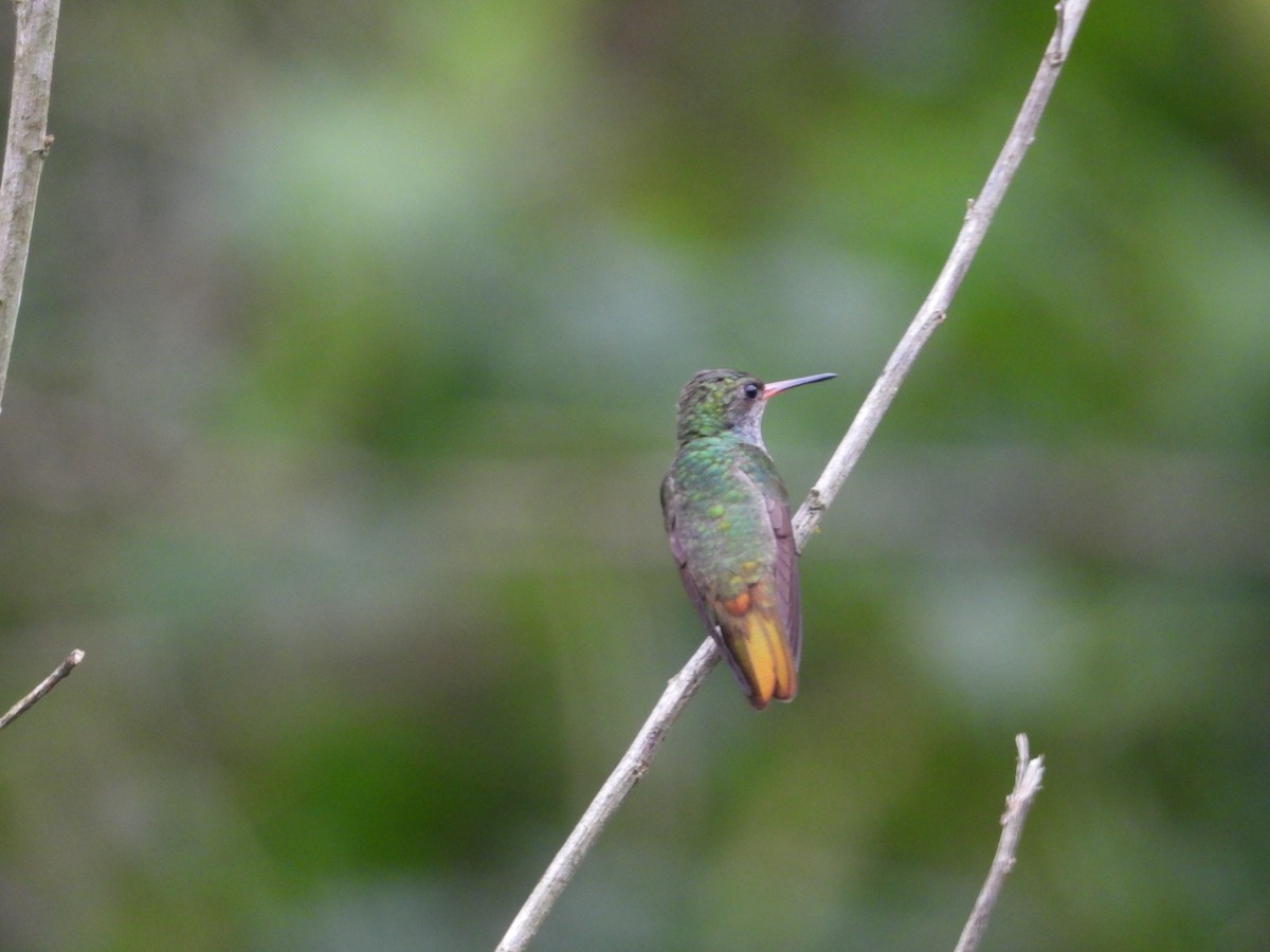 kolibřík zlatoocasý - ML583664781